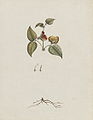 Platylobium formosum (acuarelă, 1789 ?)