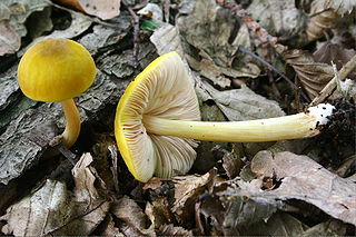 <i>Pluteus leoninus</i> species of fungus