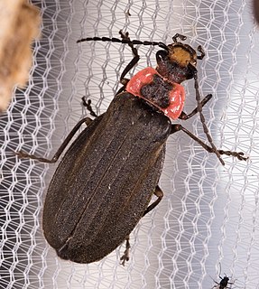 <i>Podabrus tricostatus</i> Species of beetle