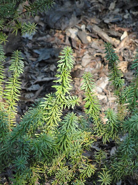 File:Podocarpus acutifolius - J. C. Raulston Arboretum - DSC06142.JPG