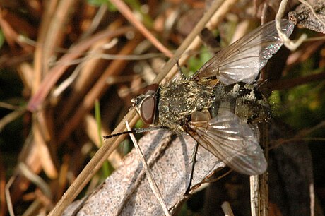 Pollenia angustigena