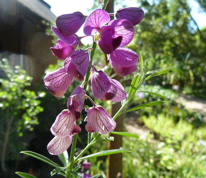 File:Polygala virgata var virgata, bloeiwyse, Walter Sisulu NBT.jpg