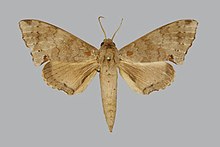 Polyptychus paupercula paupercula BMNHE270563 male up.jpg