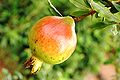 Pomegranite Fruit found in India