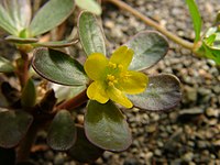 Portulaca oleracea flower01.jpg