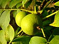 Čeština: Plod Ořešáku královského, ještě nezralý ořech nápověda English: Common walnut of Juglans regia tree help