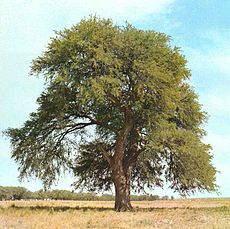 Le prosopis caldenia ou Caldén, arbre emblématique de la province.
