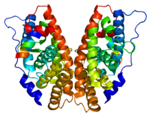 ERR-g (modeled here) has been found in high concentration in the placenta, explaining reports of high bisphenol accumulation in this tissue. Protein ESRRG PDB 1kv6.png