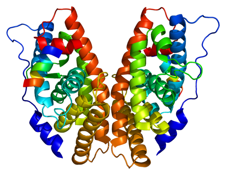 File:Protein ESRRG PDB 1kv6.png