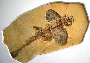 Protospinax annectens in the Paleontological Museum in Munich