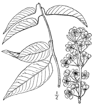 <i>Prunus hortulana</i> Species of tree