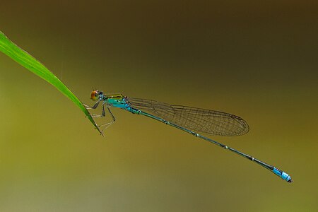 Pseudagrion rubriceps male-Kadavoor-2015-08-20-001.jpg