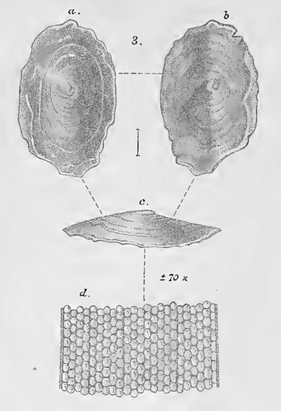 File:Pseudococculina granulata 001.jpg