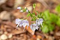 ダイセンクワガタ P. schmidtianum ssp. senanense f. daisenense