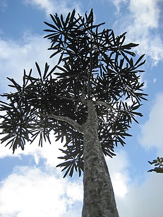 <i>Pseudopanax crassifolius</i> Species of tree