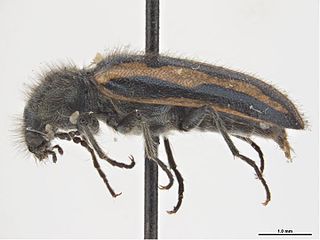 <i>Psoa maculata</i>