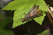 Pteronarcys californica 2544.jpg