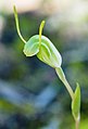 Pterostylis scitula