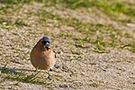 Ejemplar de la subespecie caucásica, según algunos sinónimo de la subespecie nominal.