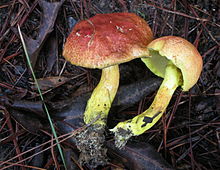 Pulveroboletus ravenelii 58493.jpg