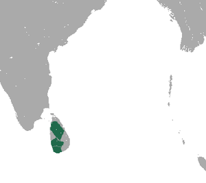 ශ්‍රී ලංකා කලු වදුරා