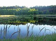 Staw na Studzienieckich Łąkach