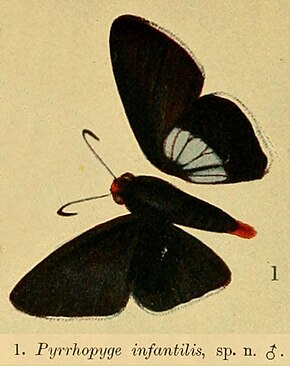 A Pyrrhopyge infantilisDruce1908OD.jpg kép leírása.