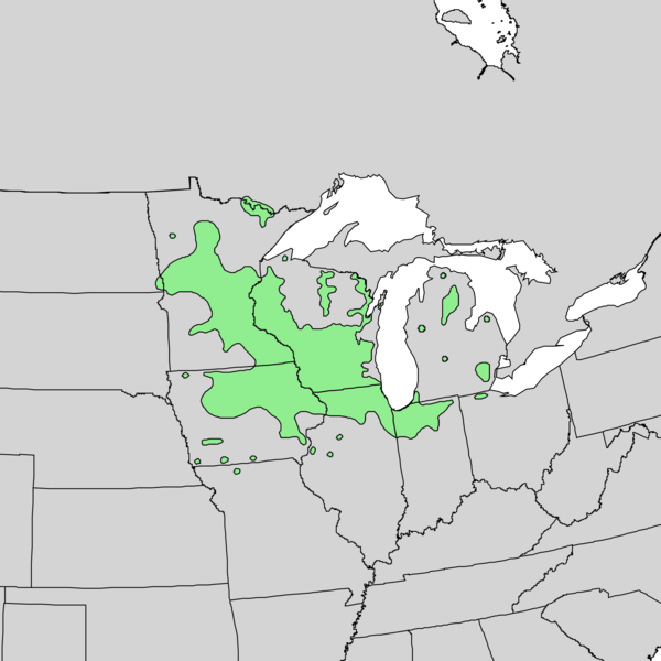 File:Quercus ellipsoidalis range map 1.png