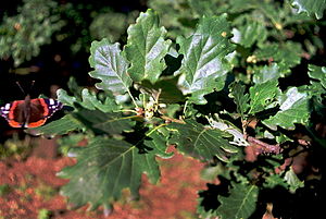 Quercus pubescens052.jpg