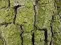 Ritidoma do carvalho-roble ou carvalho-alvarinho (Quercus robur)
