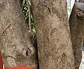 Trunk. Kolkata.