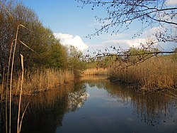 Rákosina ve Stříteži nad Bečvou