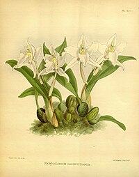 plate 423 Odontoglossum galeottianum Rhynchostele galeottiana