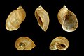 * Nomination Shell of a Common Pond Snail, Radix balthica --Llez 05:26, 5 August 2012 (UTC) * Promotion Good quality. --Poco a poco 06:17, 5 August 2012 (UTC)