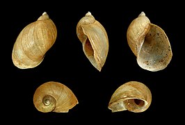 Radix balthica (Common Pond Snail), Shell