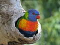 * Nomination A Rainbow lorikeet (Trichoglossus moluccanus) sitting in a hole in a dead tree along the southern shore of the Swan River, Rivervale, Western Australia. --Calistemon 04:40, 24 October 2023 (UTC) * Promotion  Support Good quality. --Giles Laurent 07:05, 24 October 2023 (UTC)