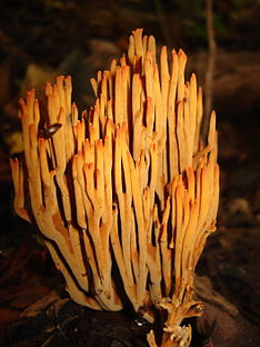 Ramaria cokeri 100845.jpg