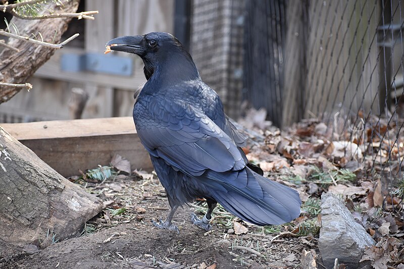 File:Raven snacking.jpg