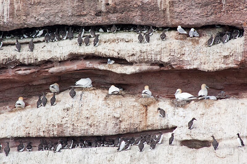 File:Razorbills and gannets, Bonaventure Island (7614124140).jpg