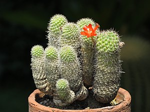 Kaktus-Familien: Familie af planter