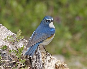 Blauschwanz, Männchen