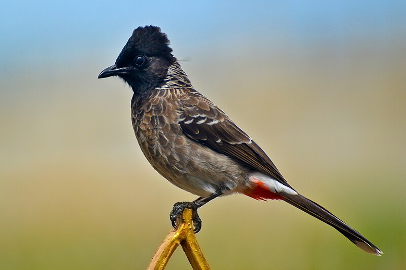 File:Red-vented Bulbul (Pycnonotus cafer) in Tirunelveli, India.jpg