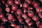 Bushels of Red Delicious apples. Red delicious apples.jpg