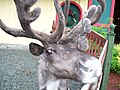 Reindeer Santas Village Jefferson New Hampshire.jpg