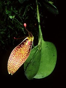 Restrepia guttulata Orchi 01.jpg