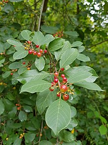 Rhamnus frangula 2.jpg