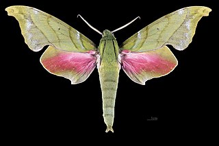 <i>Rhodoprasina callantha</i> Species of moth