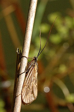 Rhyacophila fasciata