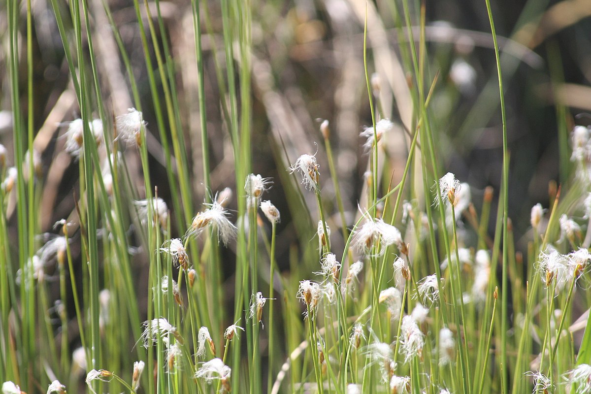 Rhynchospora Alba