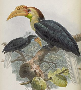 <span class="mw-page-title-main">Plain-pouched hornbill</span> Species of bird